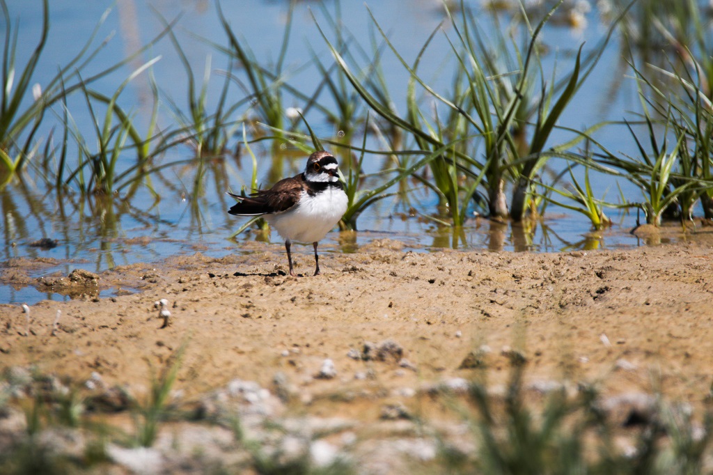 Little Ringed Plover