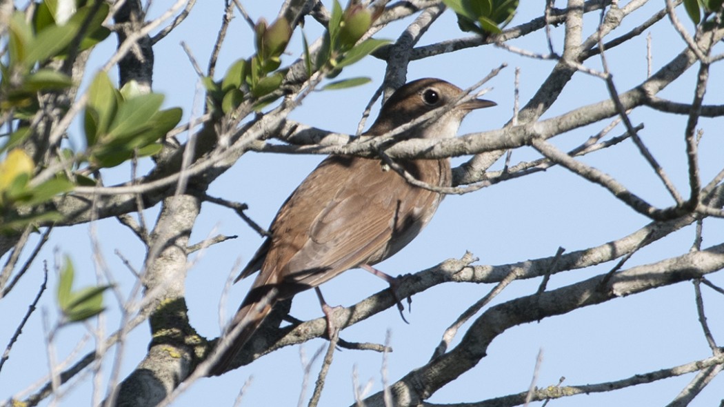 Common Nightingale