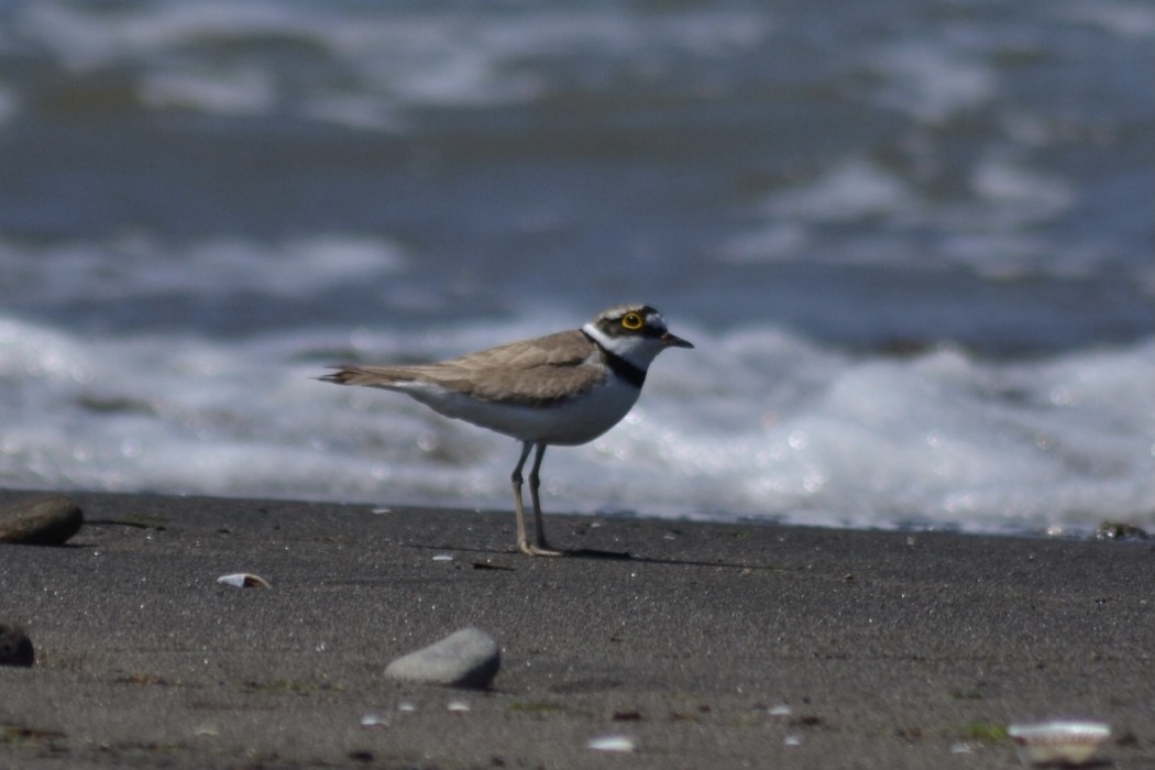 Little Ringed Plover