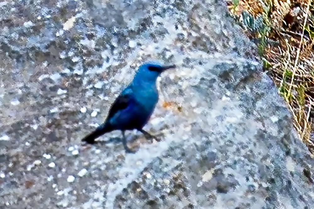 Blue Rock Thrush