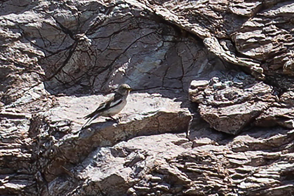 White-winged Snowfinch