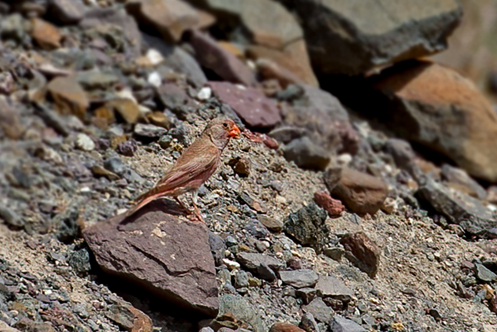 Trumpeter Finch