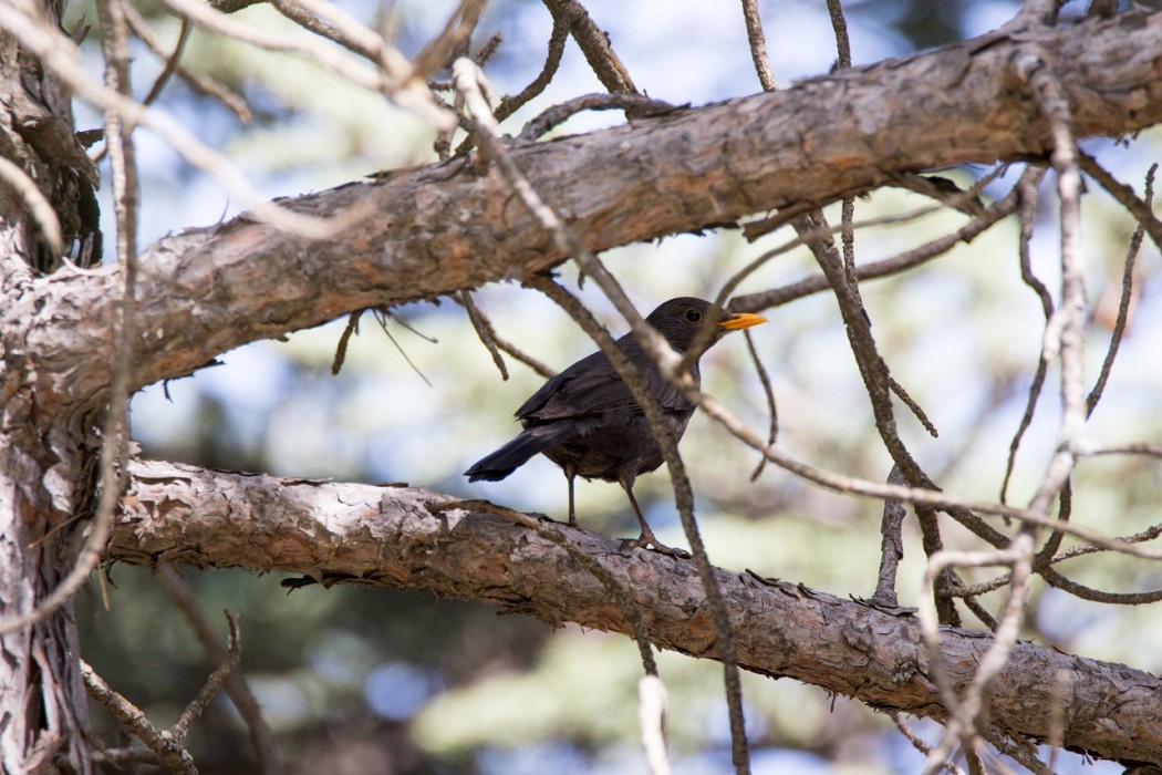 Common Blackbird