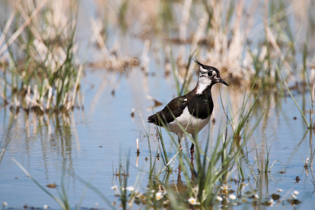 Northern Lapwing