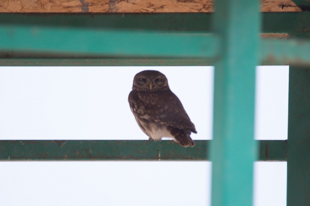 Little Owl
