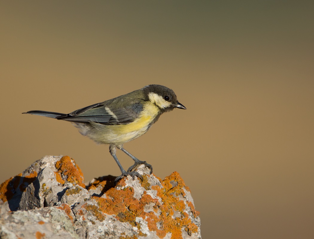 Great Tit