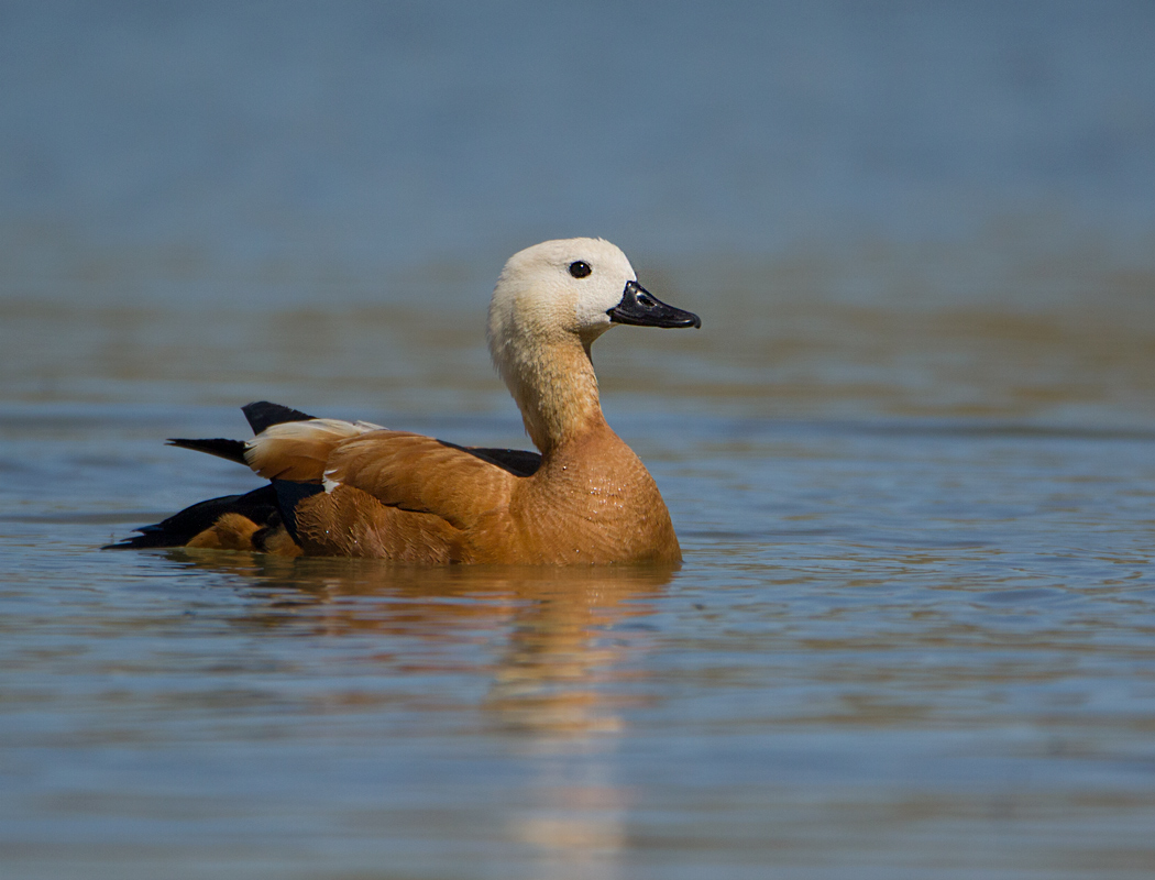 Ruddy Shelduck