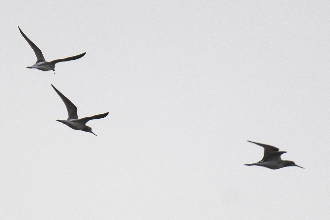 Common Greenshank