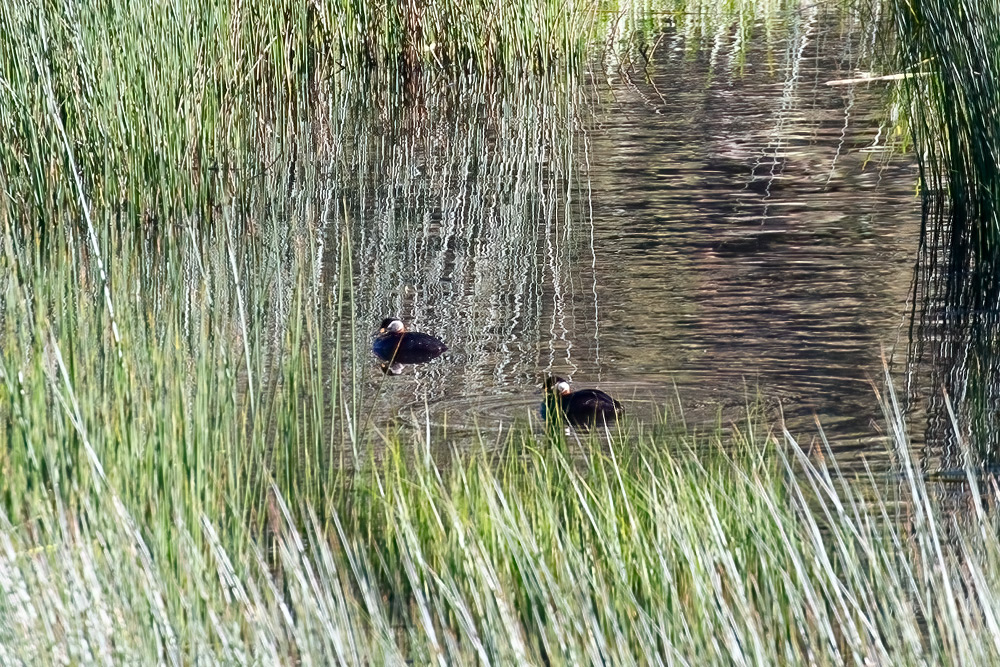 Red-necked Grebe