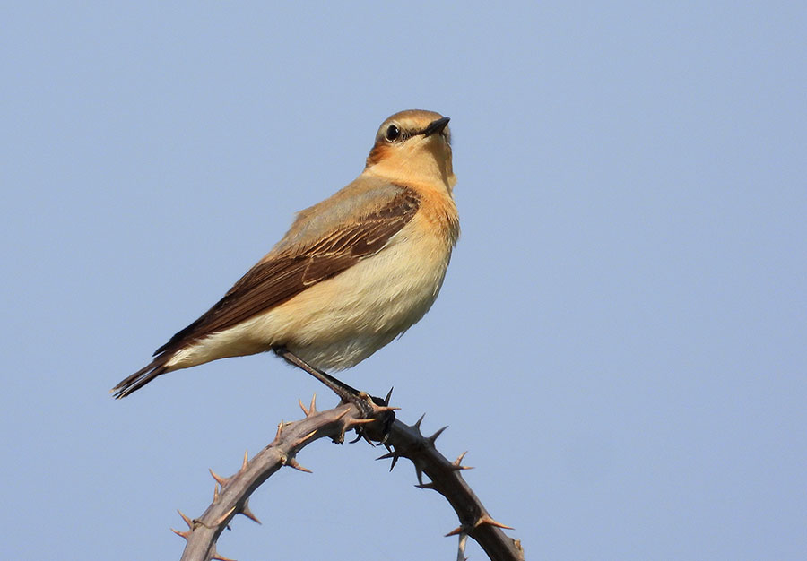 Northern Wheatear
