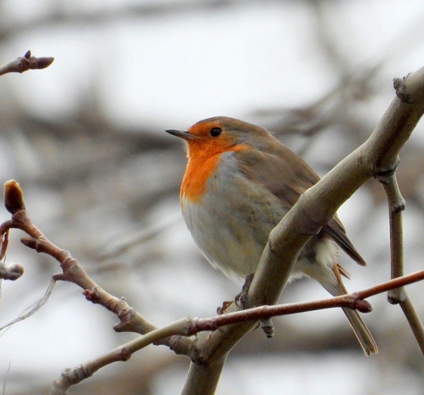 European Robin