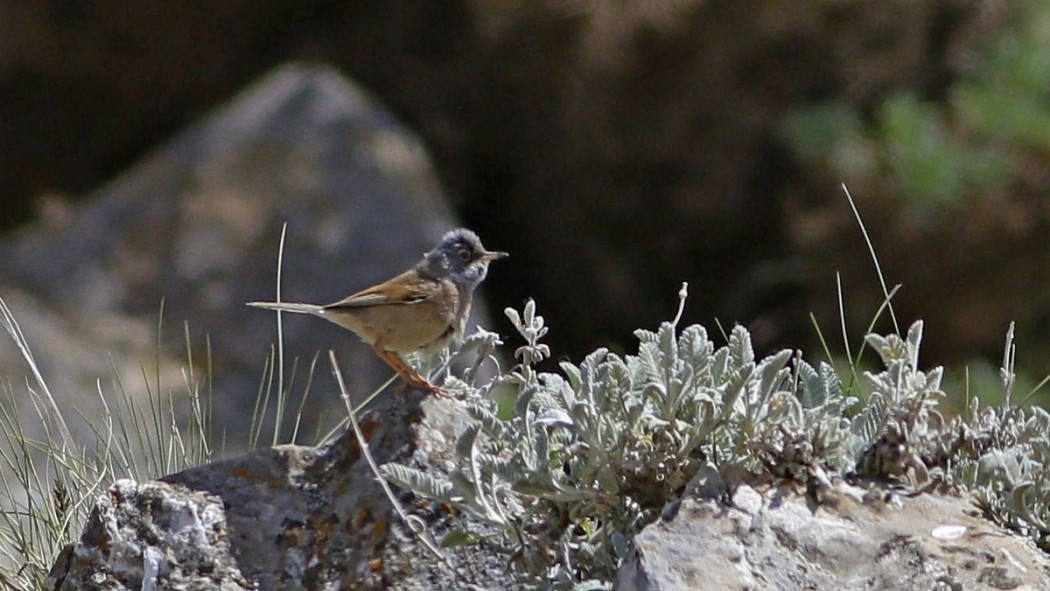 Spectacled Warbler