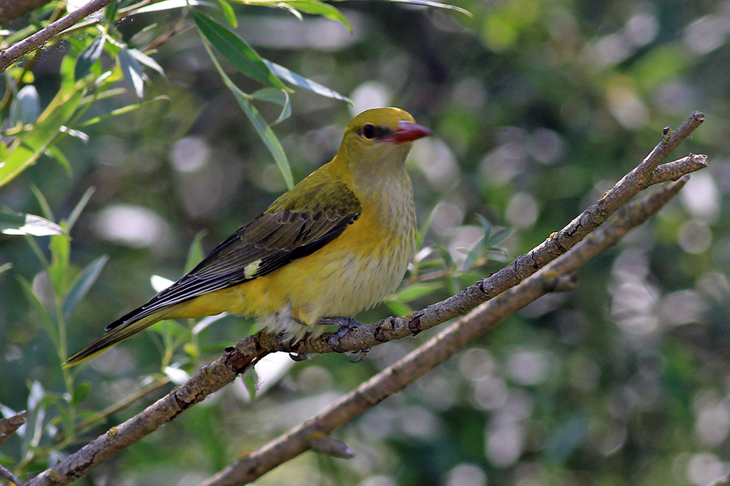 Eurasian Golden Oriole