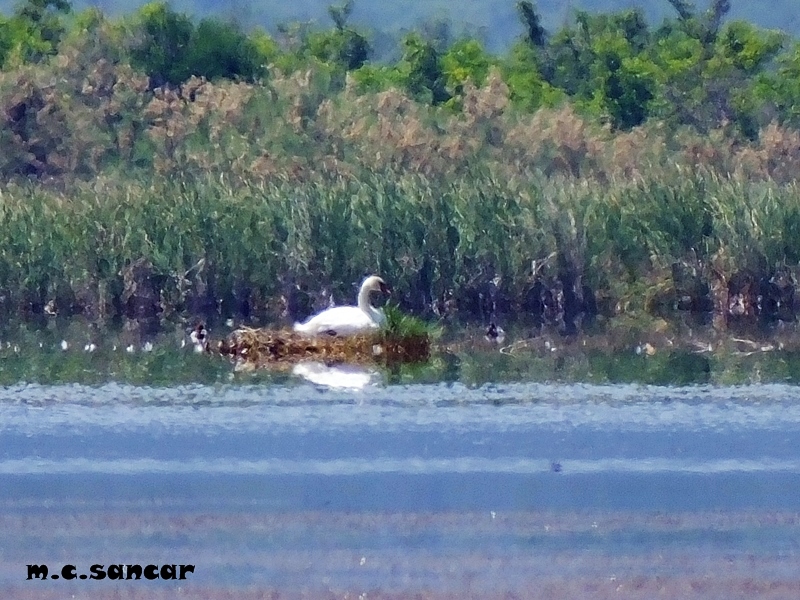 Mute Swan