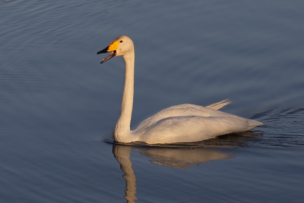 Whooper Swan