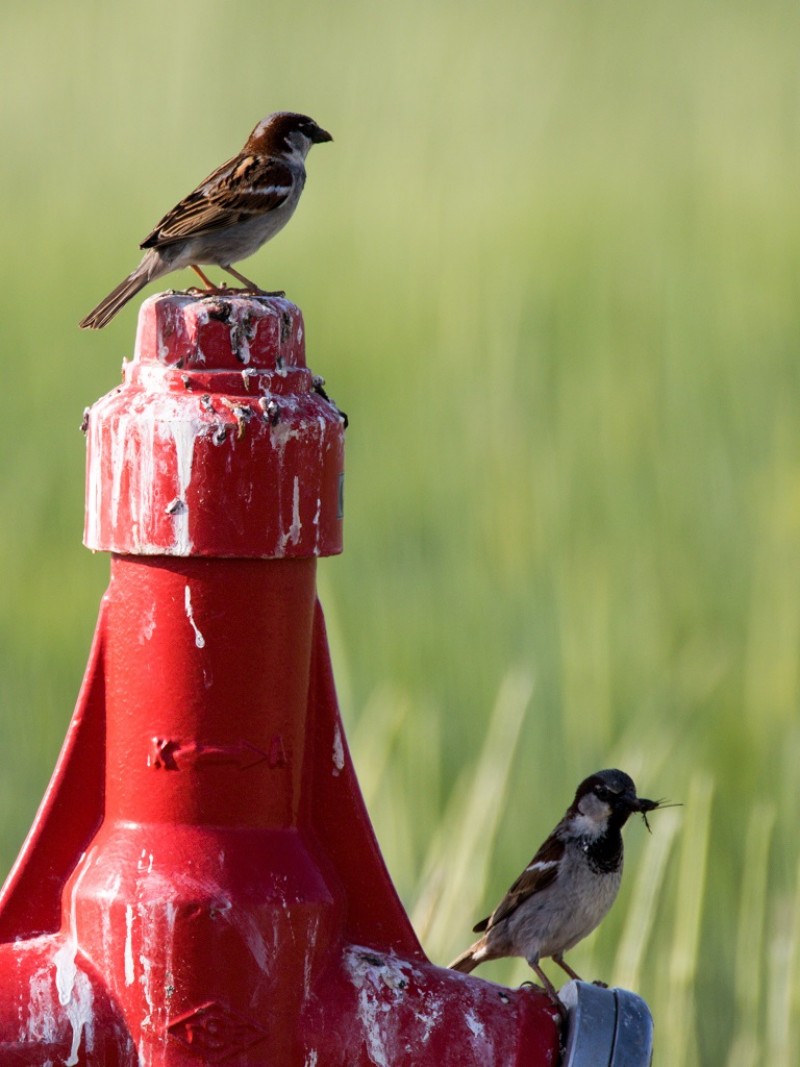 House Sparrow