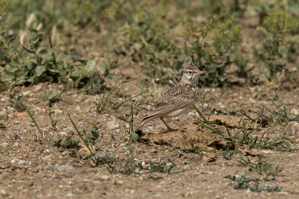 Crested Lark