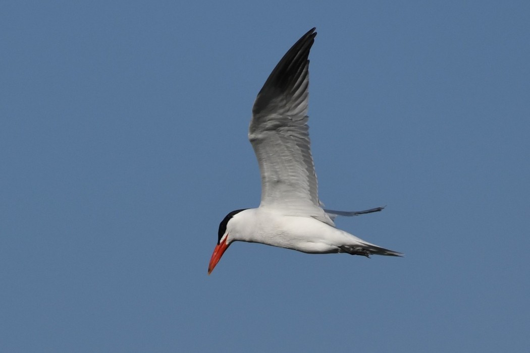 Caspian Tern