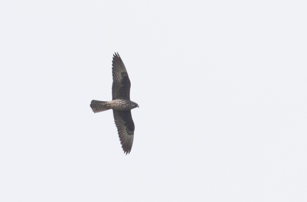 Eleonora`s Falcon