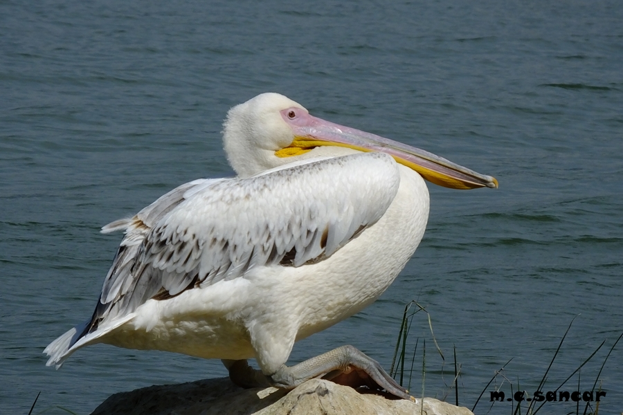 Great White Pelican