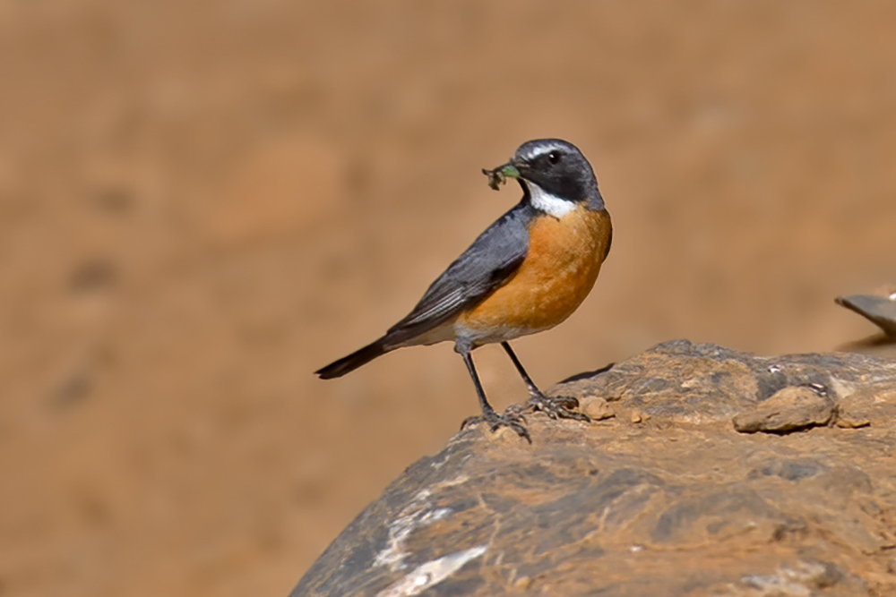 White-throated Robin