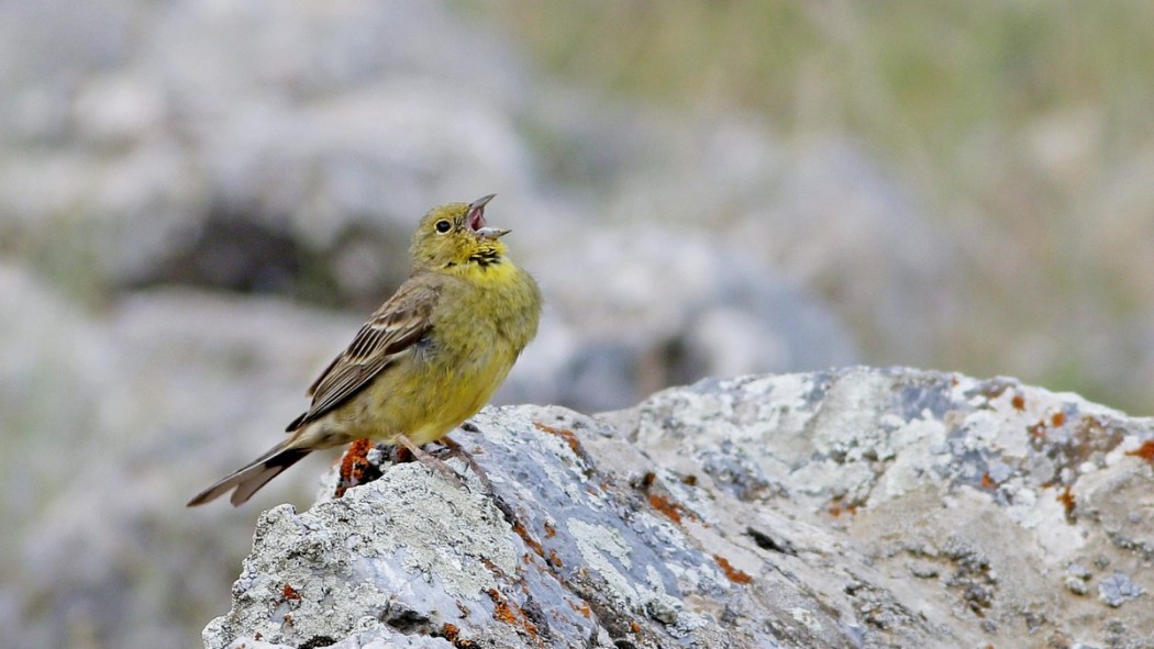 Cinereous Bunting