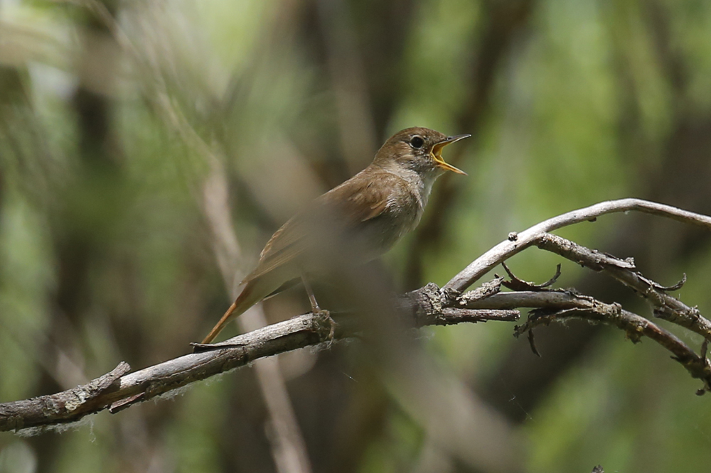 Common Nightingale