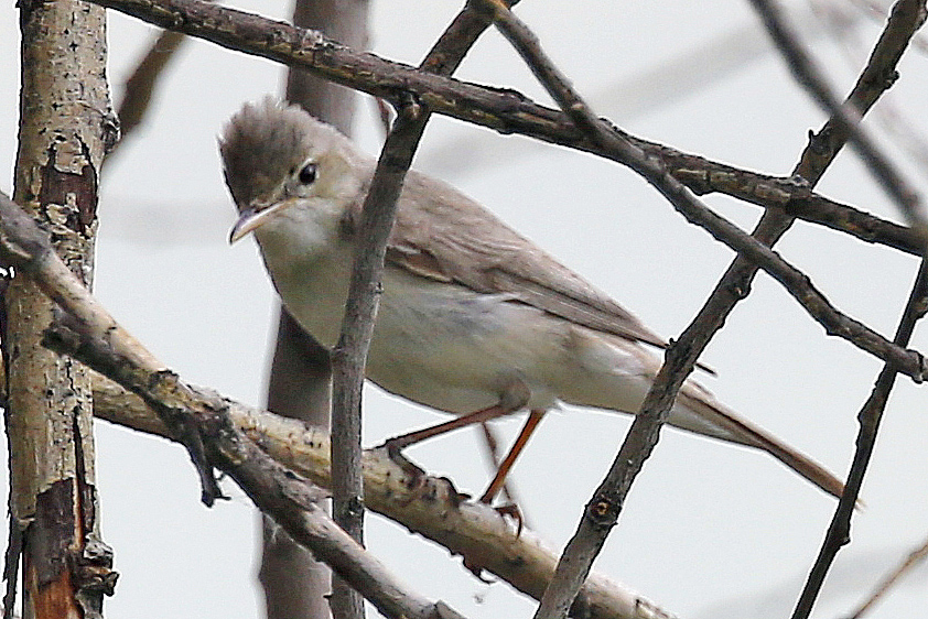 Eastern Olivaceous Warbler