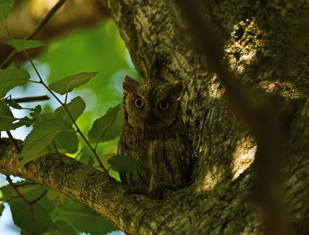Eurasian Scops Owl