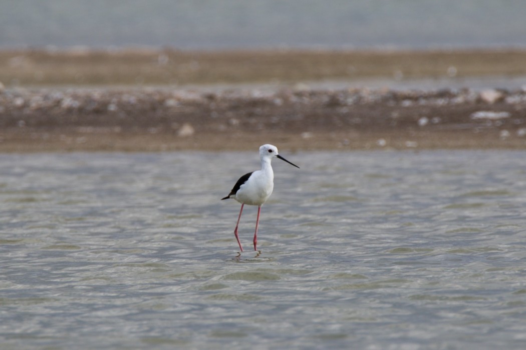 Black-winged Stilt