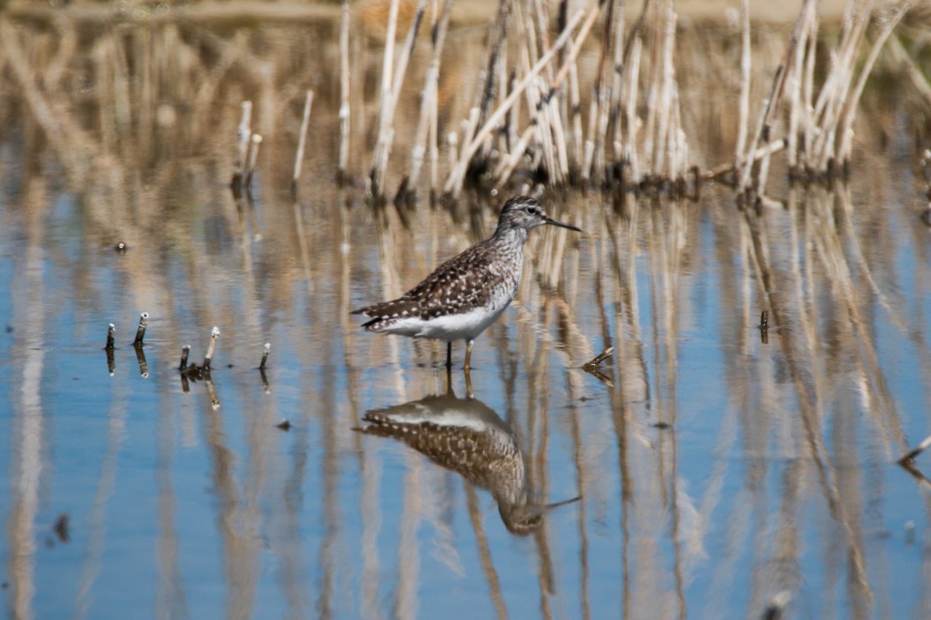 Wood Sandpiper