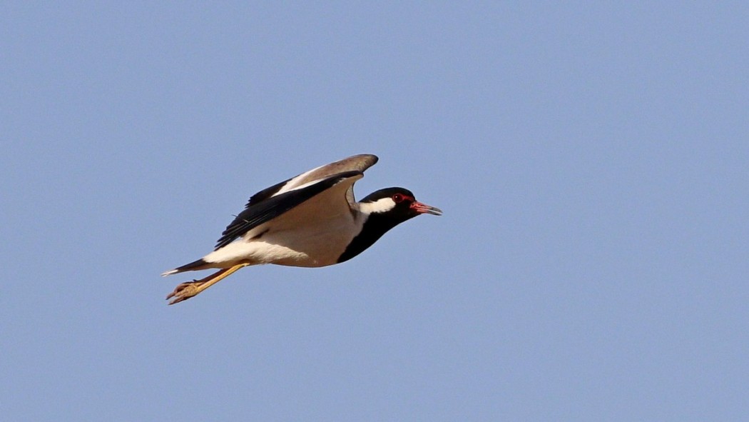 Red-wattled Lapwing