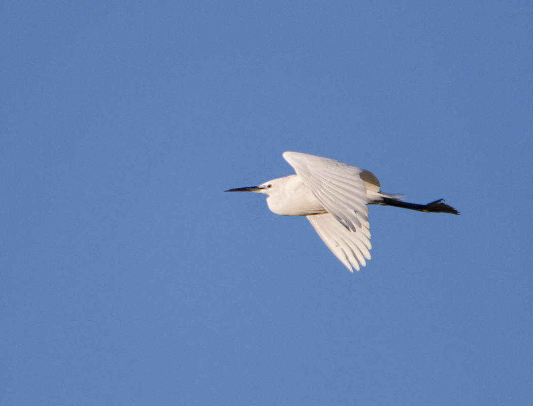Little Egret