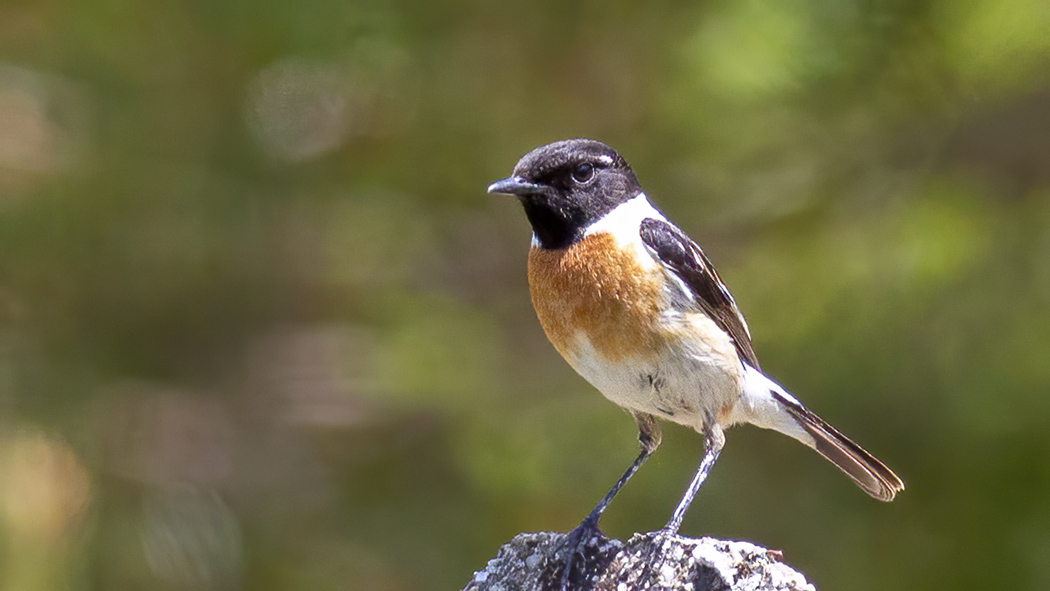 Siberian Stonechat