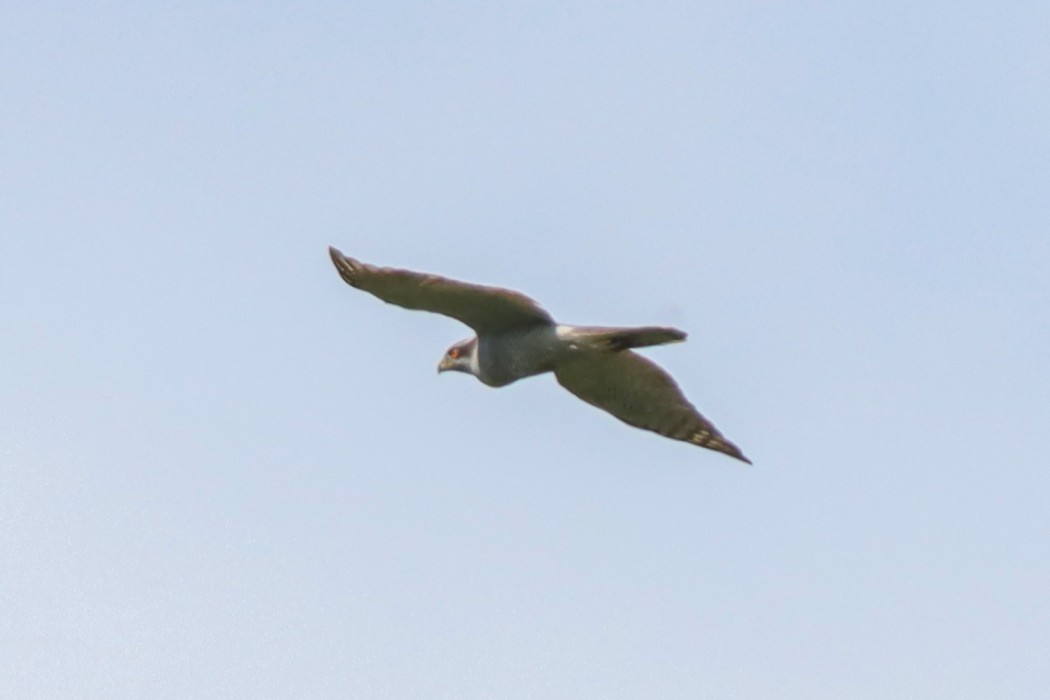 Eurasian Goshawk