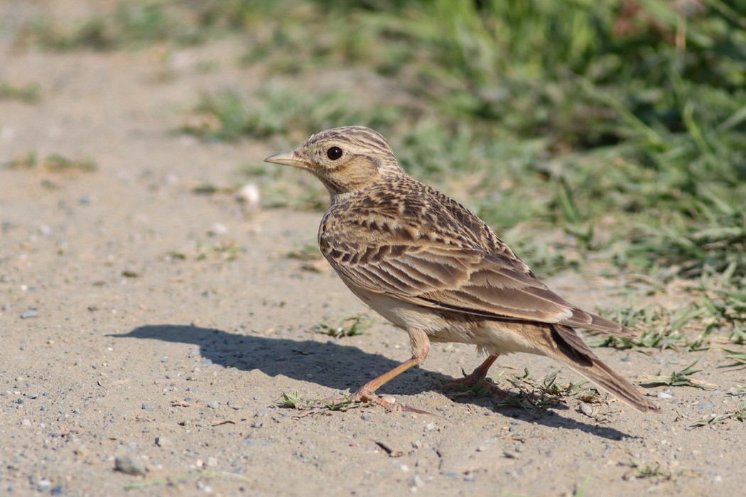 Eurasian Skylark