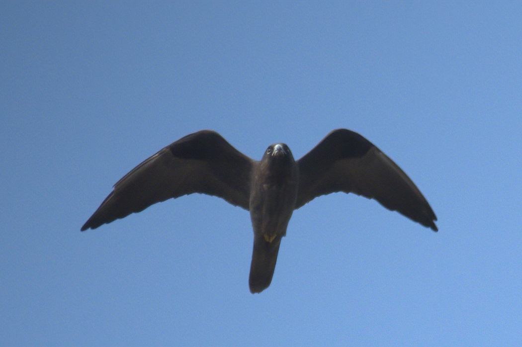 Eleonora`s Falcon