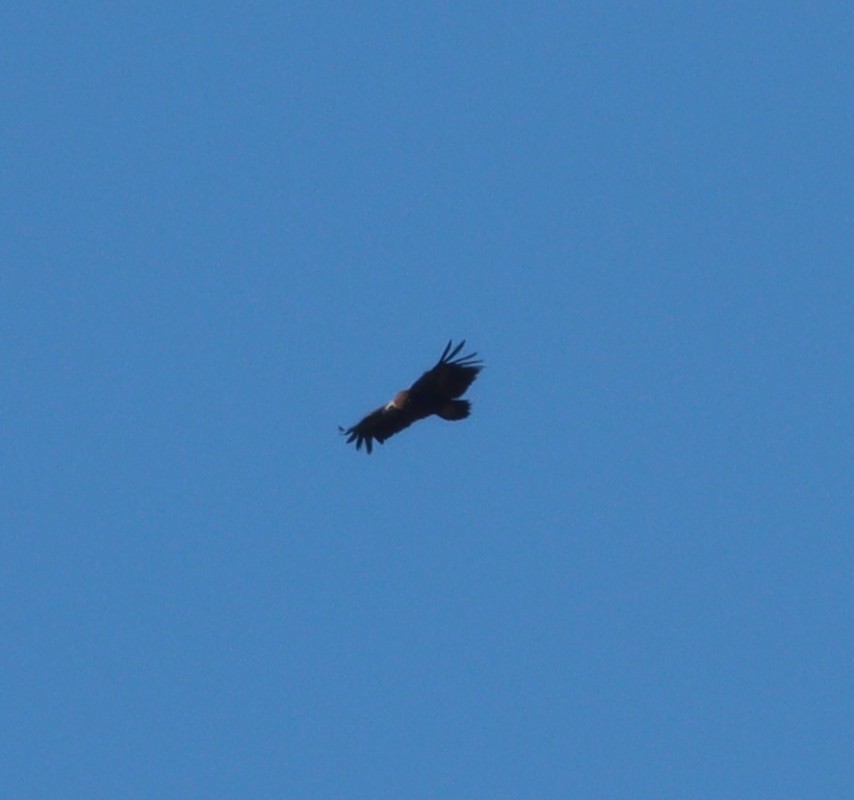 Cinereous Vulture
