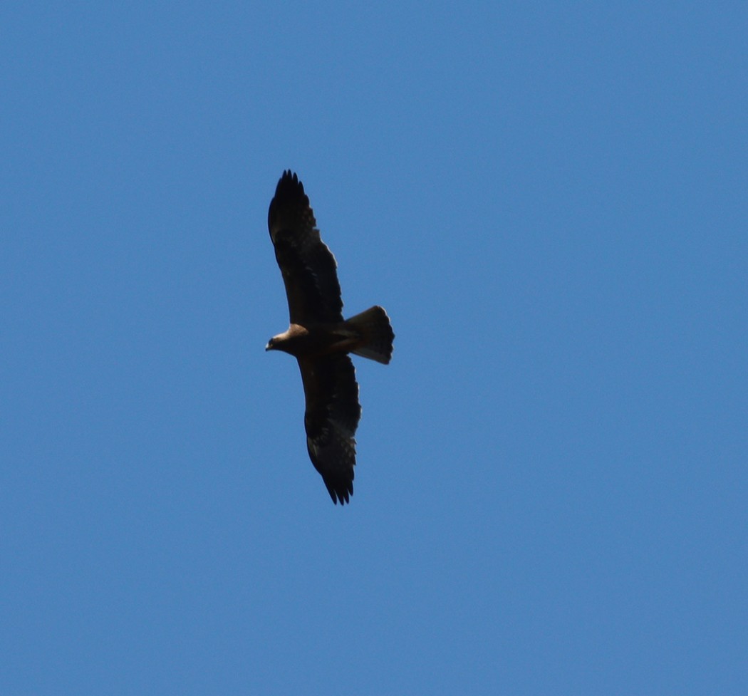 Booted Eagle