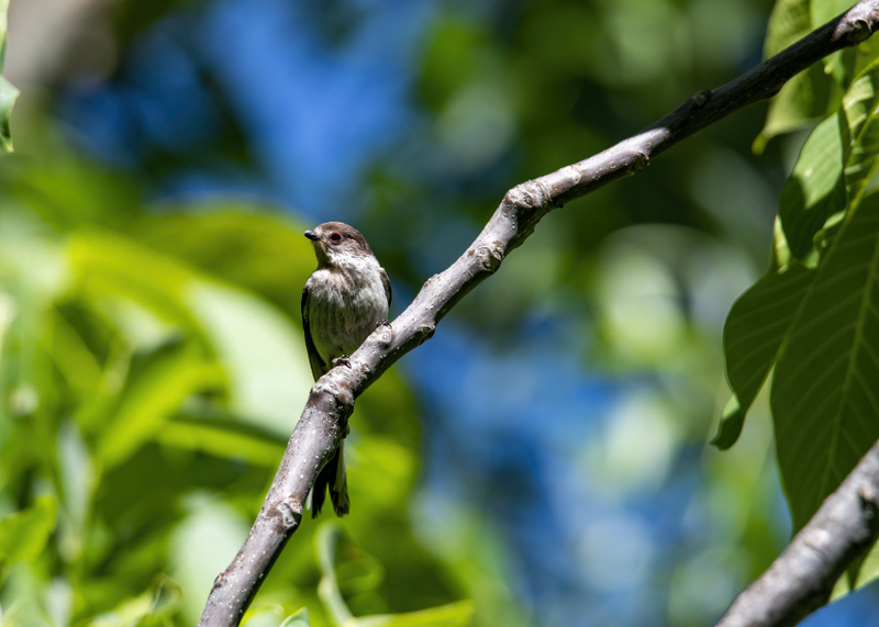 Long-tailed Tit
