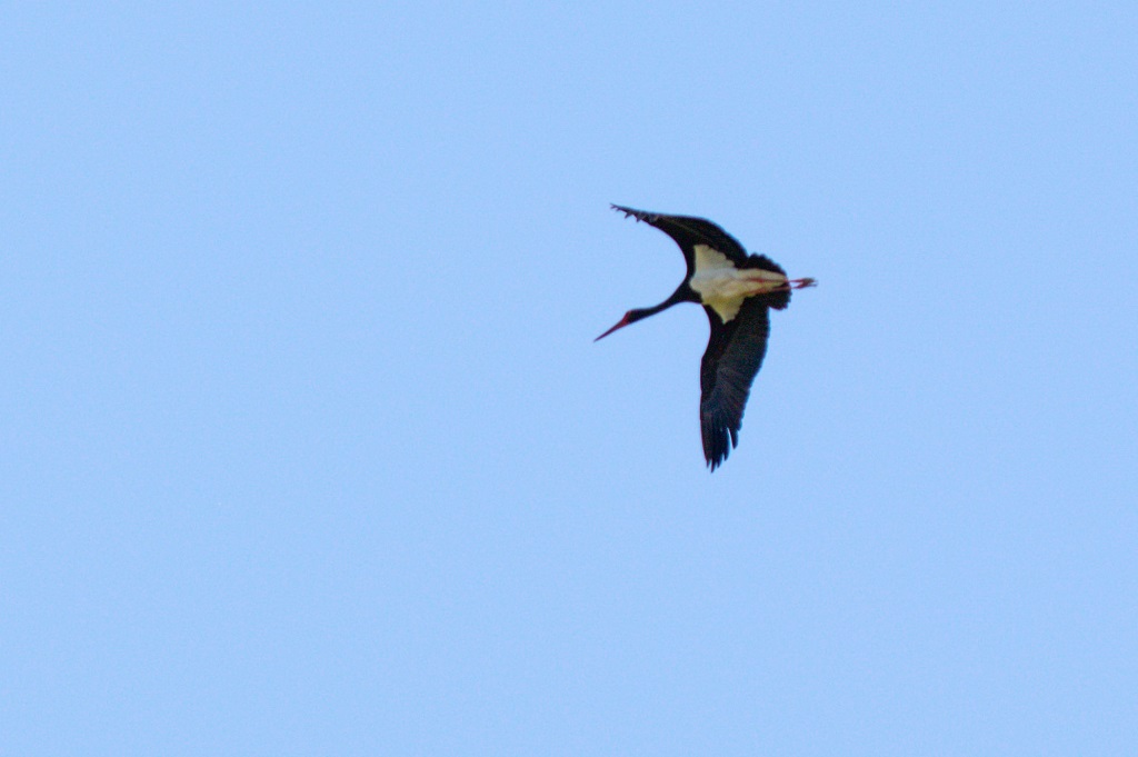 Black Stork