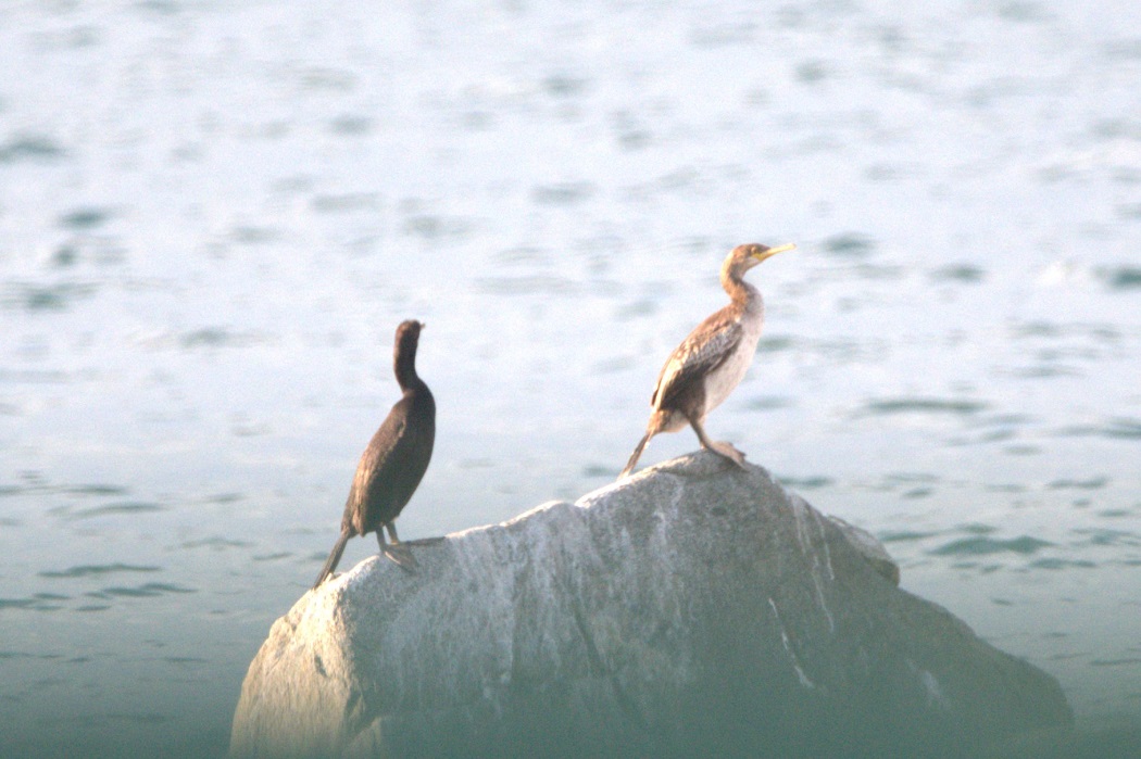 European Shag