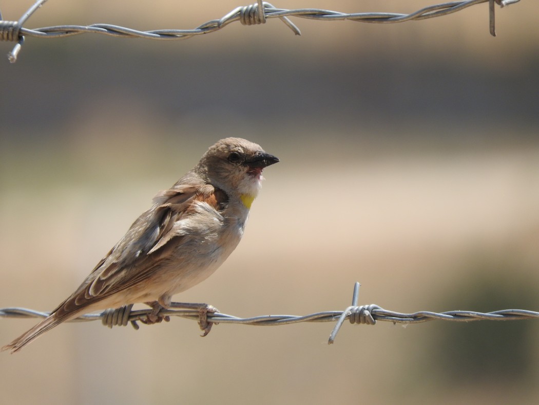 Yellow-throated Sparrow