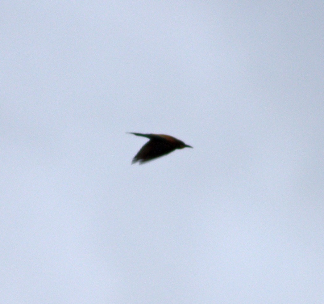 European Bee-eater