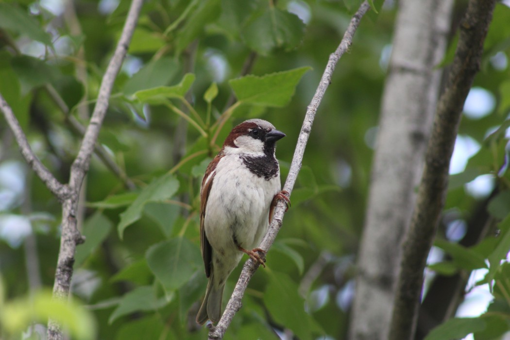 House Sparrow
