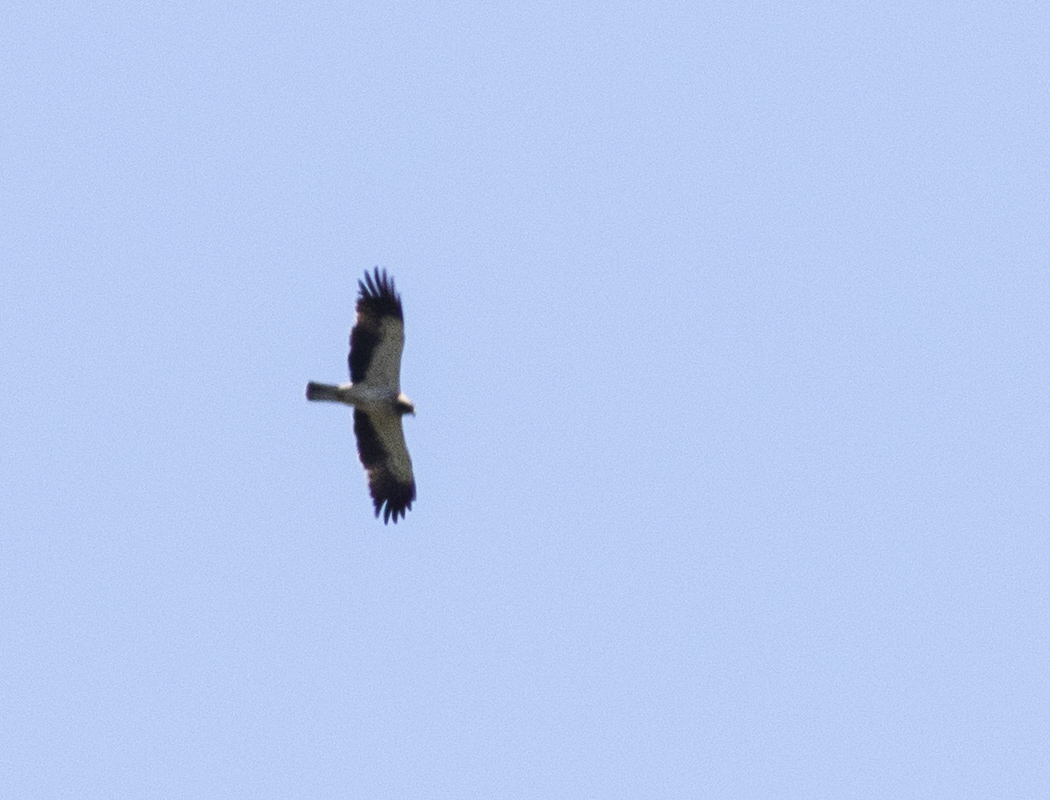 Booted Eagle