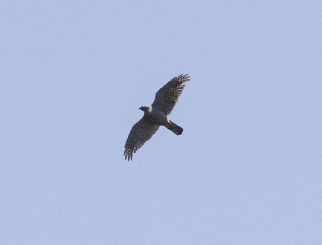 Eurasian Goshawk