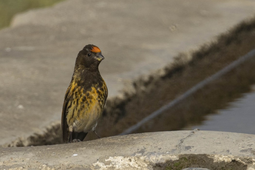 Red-fronted Serin