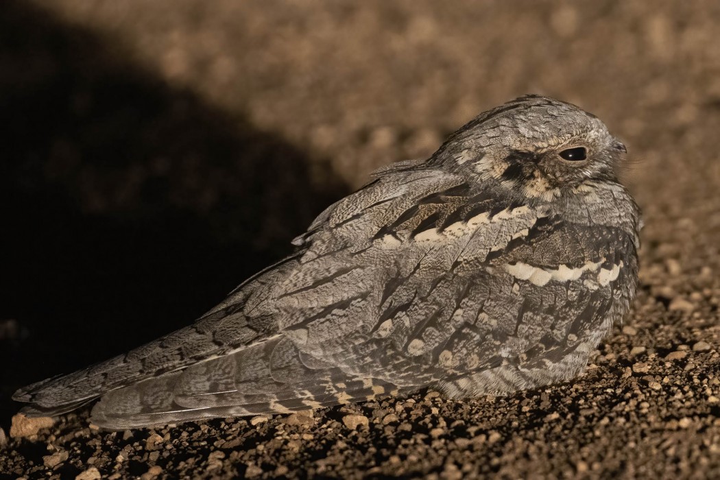 European Nightjar