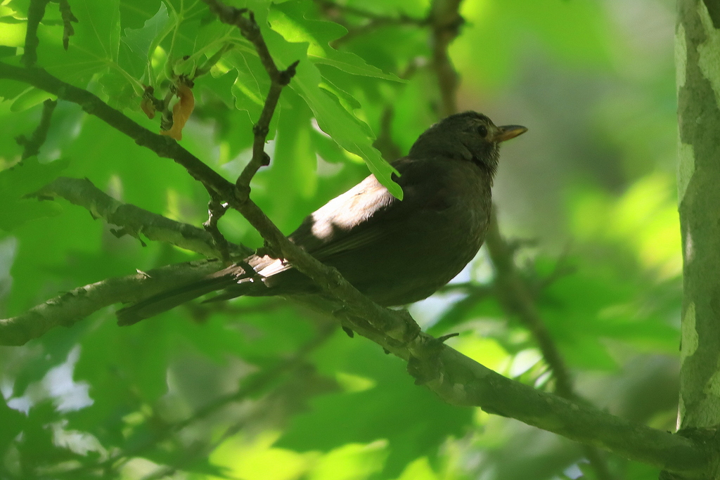 Common Blackbird